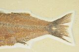 Uncommon Fish Fossil (Mioplosus) - Wyoming #289897-3